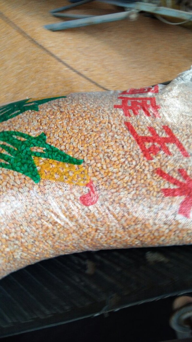 供应新野玉米