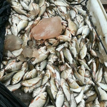 饲料淡水鱼，鲫鱼