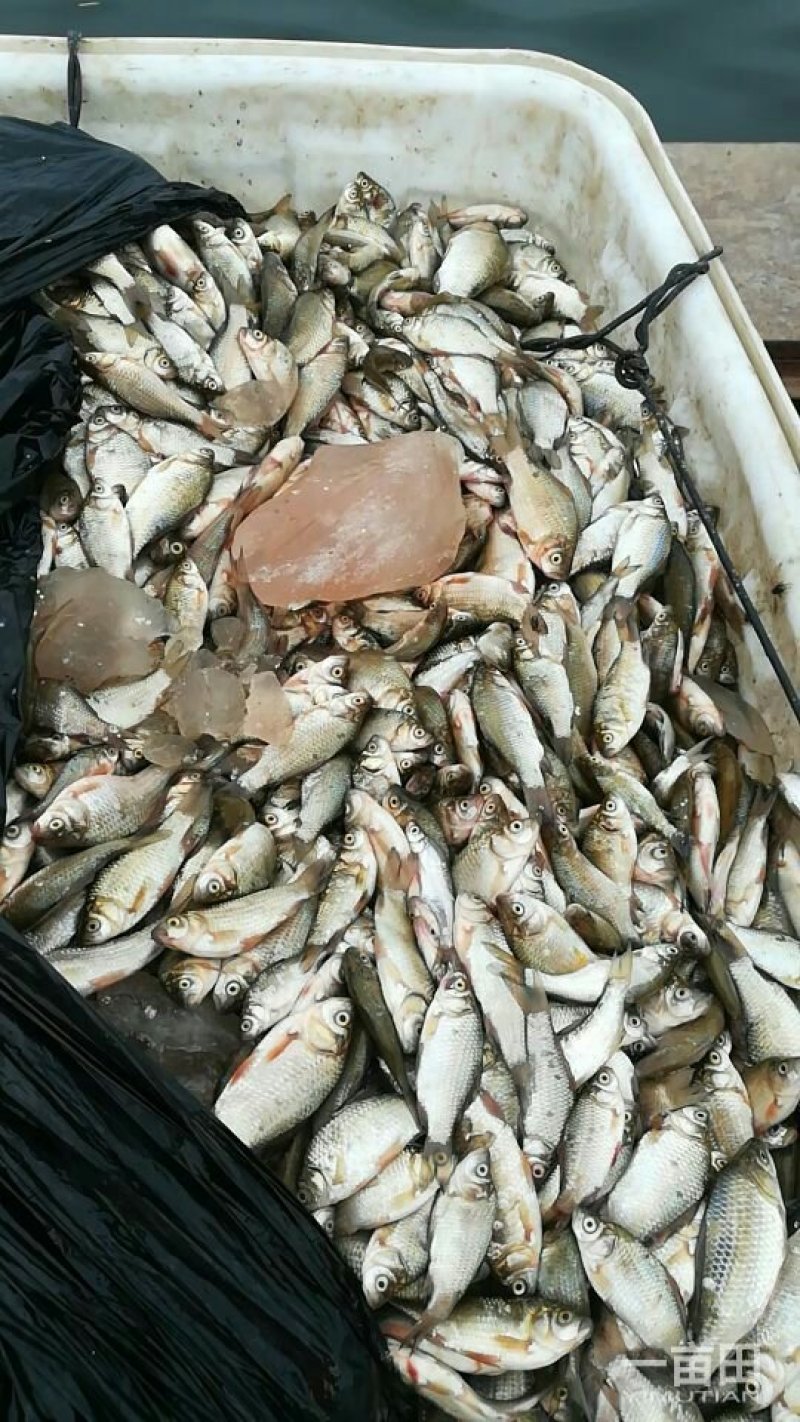 饲料淡水鱼，鲫鱼