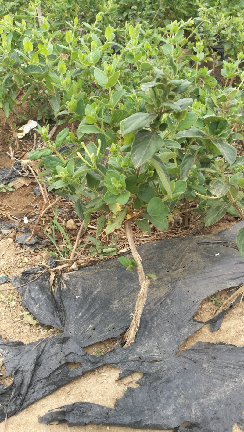 树形四季金银花苗二年移栽大苗花开四次