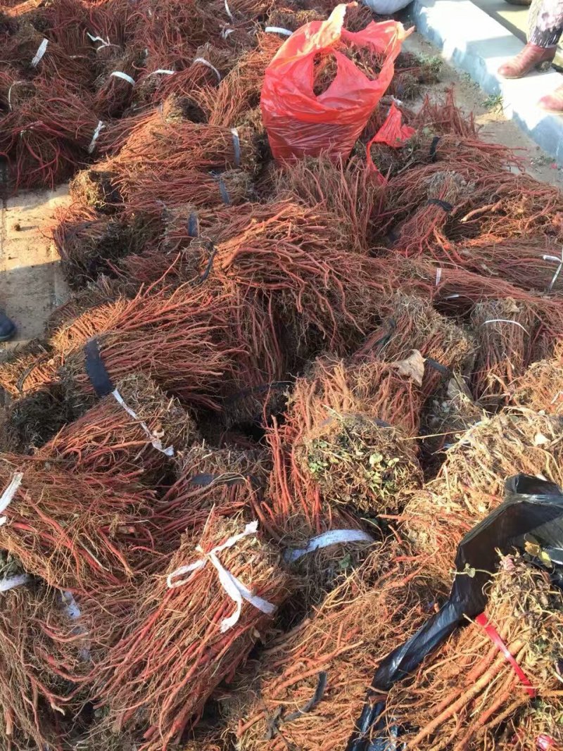 山东丹参苗紫丹参苗，优质高产丹参苗成活率高