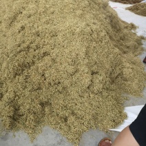 金银花树型高产药用金银花包回收，包成活