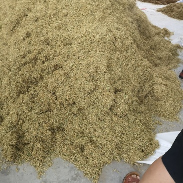 金银花树型高产药用金银花包回收，包成活