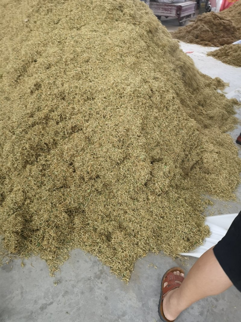 金银花树型高产药用金银花包回收，包成活