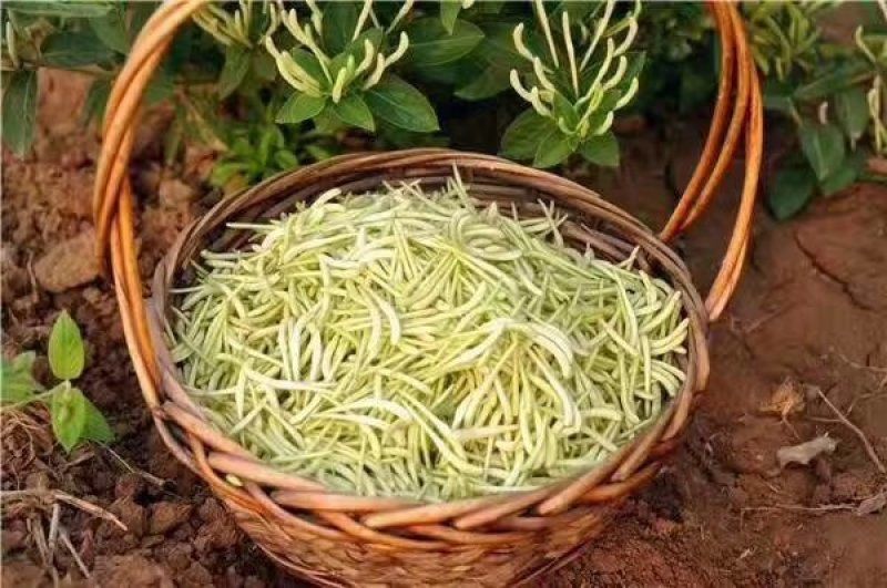金银花树型高产药用金银花包回收，包成活