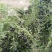 黑枸杞头茬干货包邮