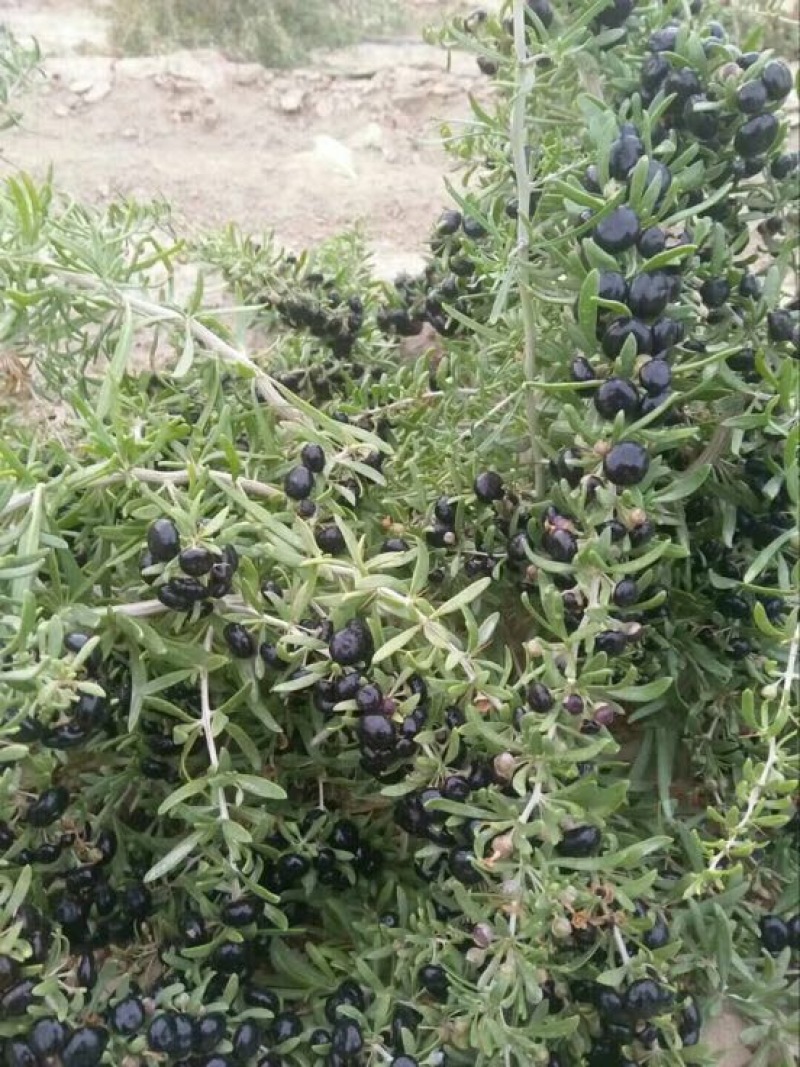 黑枸杞头茬干货包邮