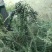 黑枸杞头茬干货包邮