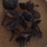 灵芝8~12公分