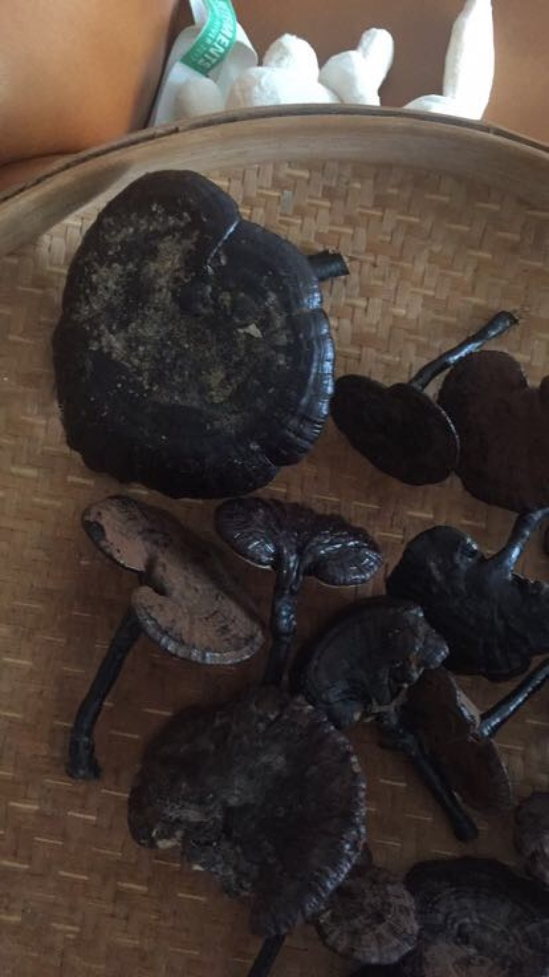 灵芝8~12公分