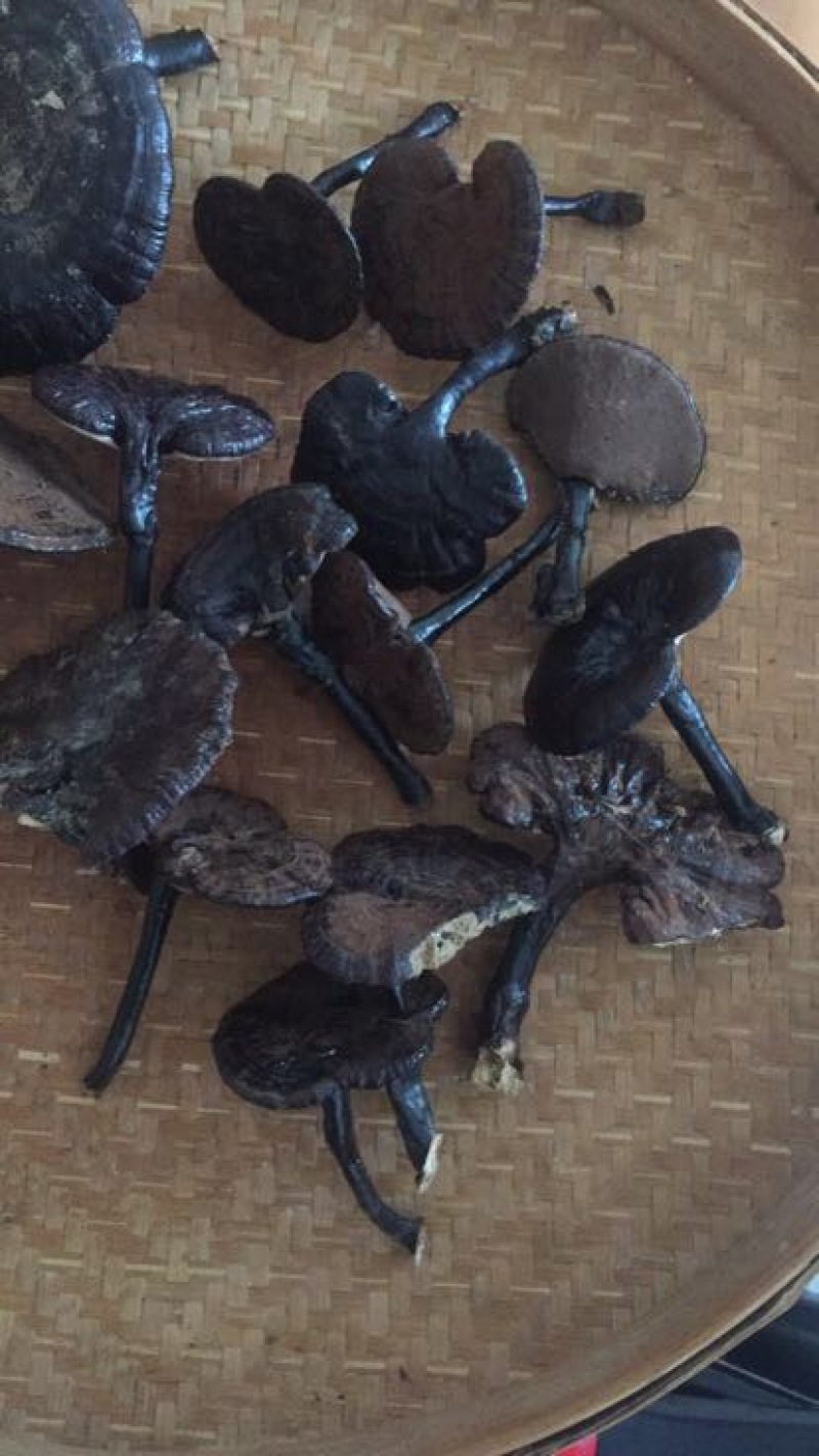 灵芝8~12公分