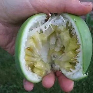 绿皮百香果，绿宝石百香果