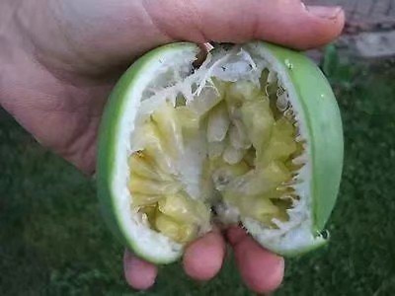 绿皮百香果，绿宝石百香果