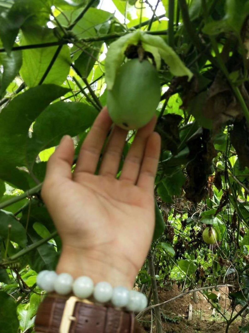 绿皮百香果，绿宝石百香果