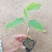 绿皮百香果，绿宝石百香果