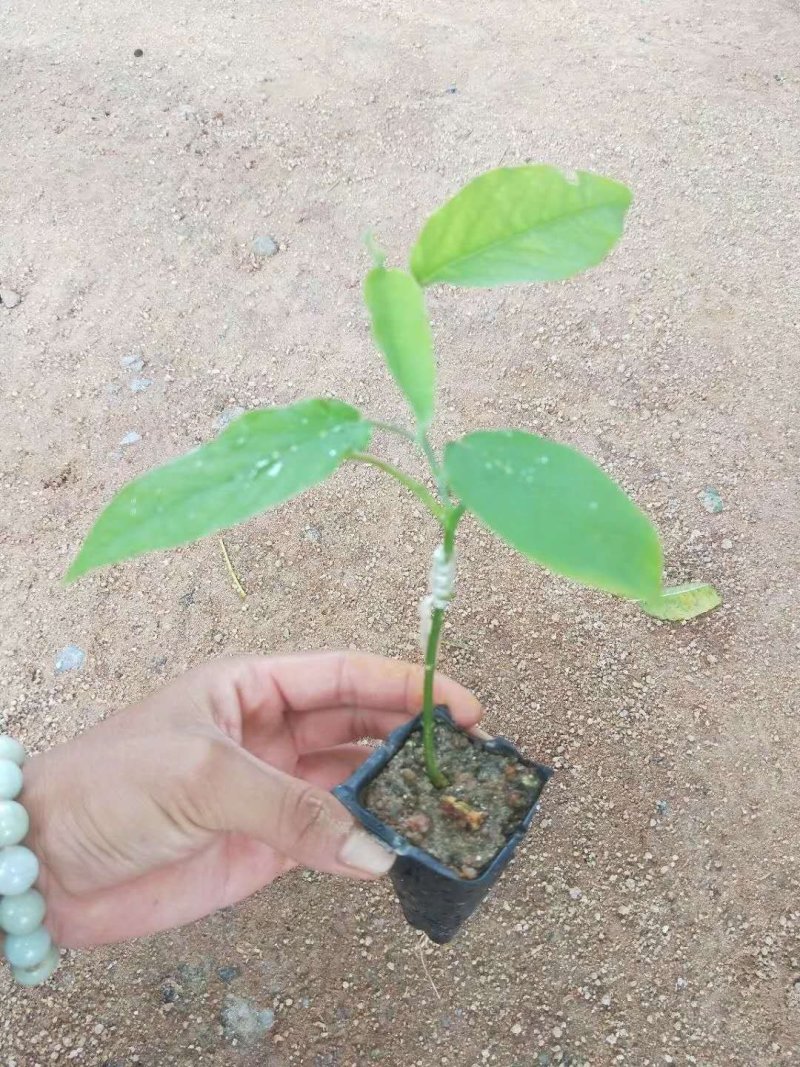 绿皮百香果，绿宝石百香果