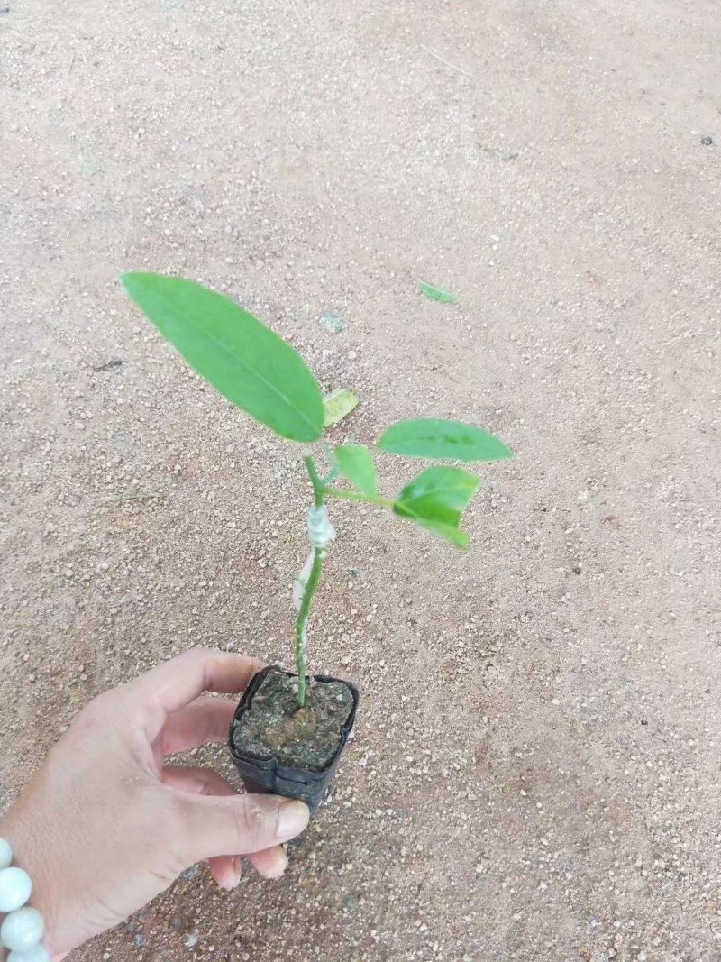 绿皮百香果，绿宝石百香果