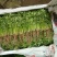 全年供应精品大叶香菜,产地发货量大质优欢迎联系