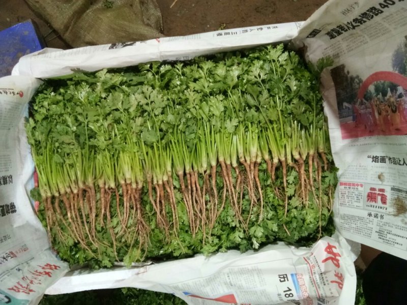 全年供应精品大叶香菜，产地发货量大质优欢迎联系