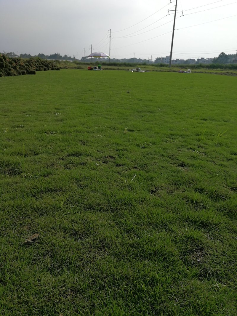 马尼拉草坪