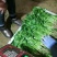全年供应精品大叶香菜,产地发货量大质优欢迎联系