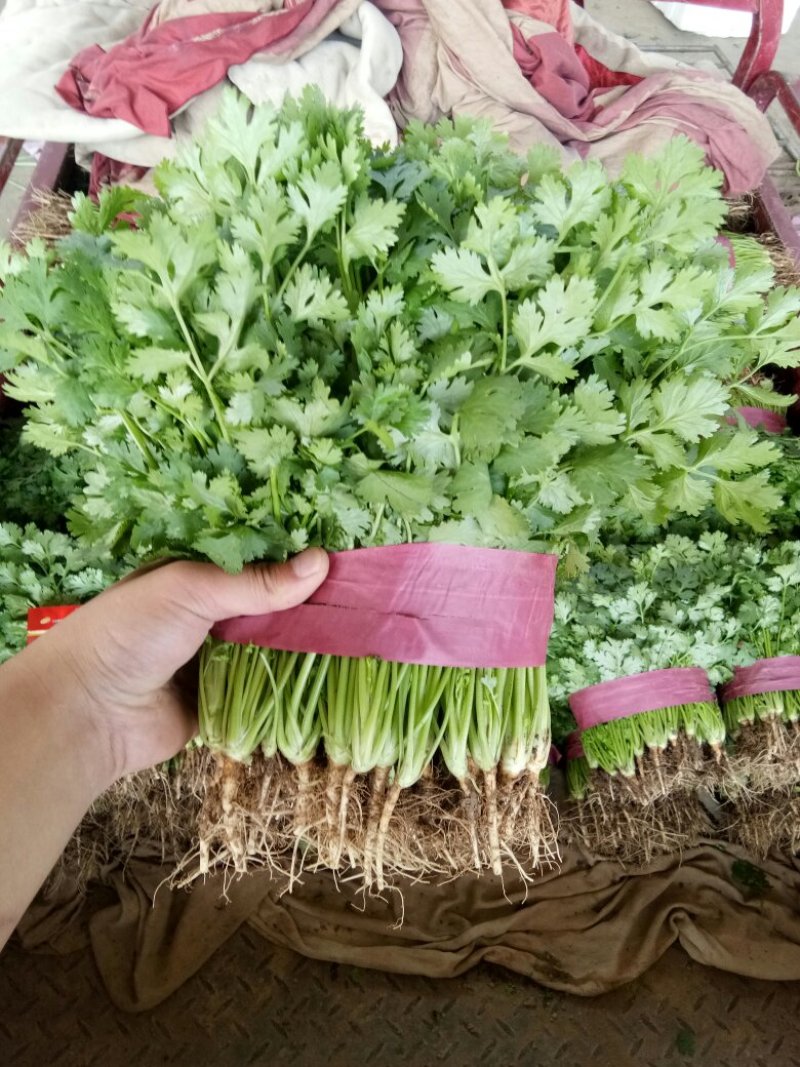 全年供应精品大叶香菜，产地发货量大质优欢迎联系