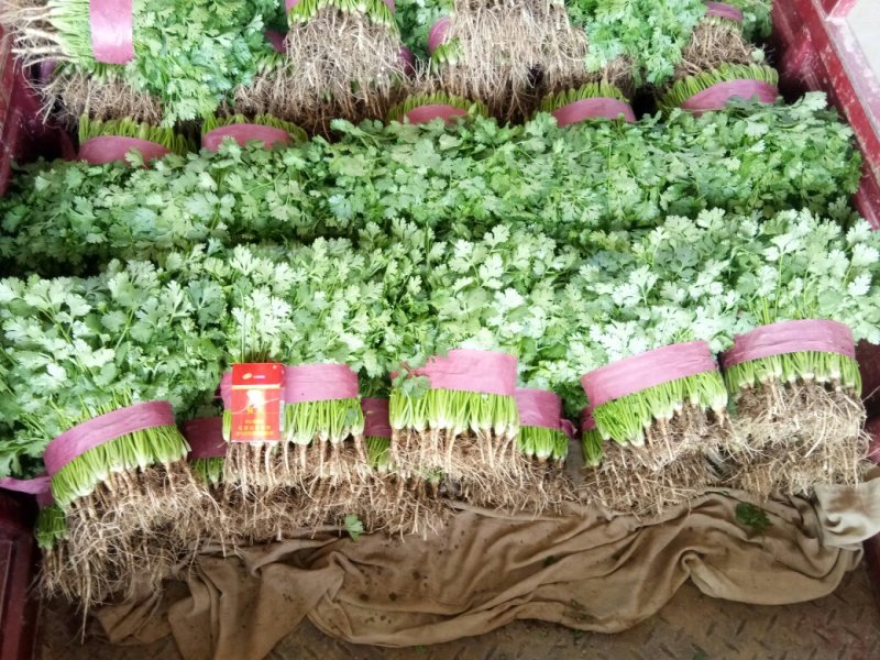 全年供应精品大叶香菜，产地发货量大质优欢迎联系
