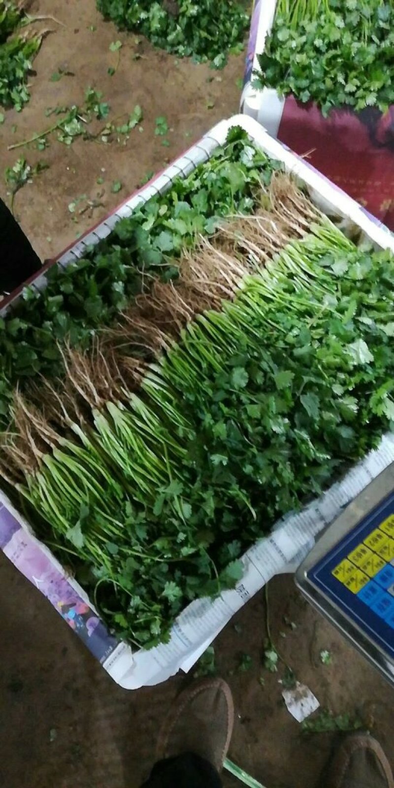 全年供应精品大叶香菜，产地发货量大质优欢迎联系