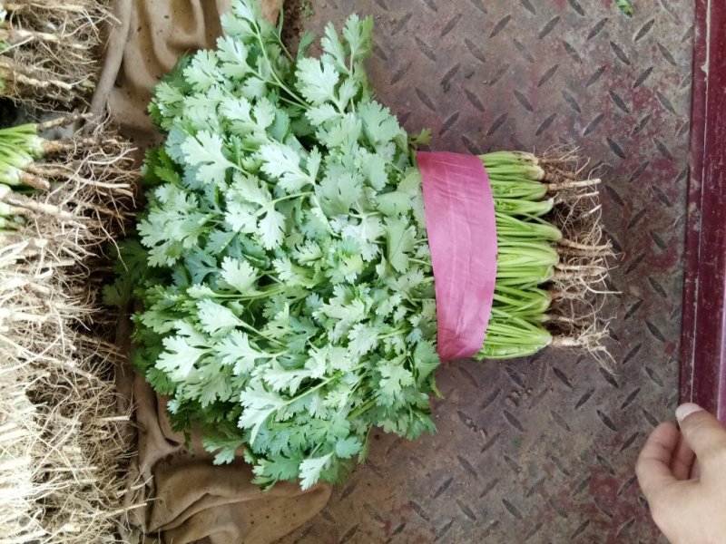 全年供应精品大叶香菜，产地发货量大质优欢迎联系