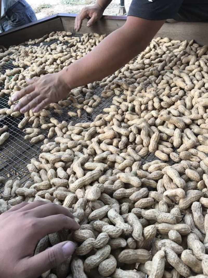 鲜花生大白沙小白沙人工挑选.商超.社区团购直供