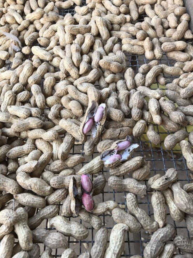 鲜花生大白沙小白沙人工挑选.商超.社区团购直供