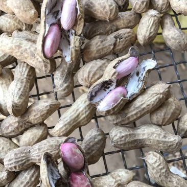 鲜花生大白沙小白沙人工挑选.商超.社区团购直供