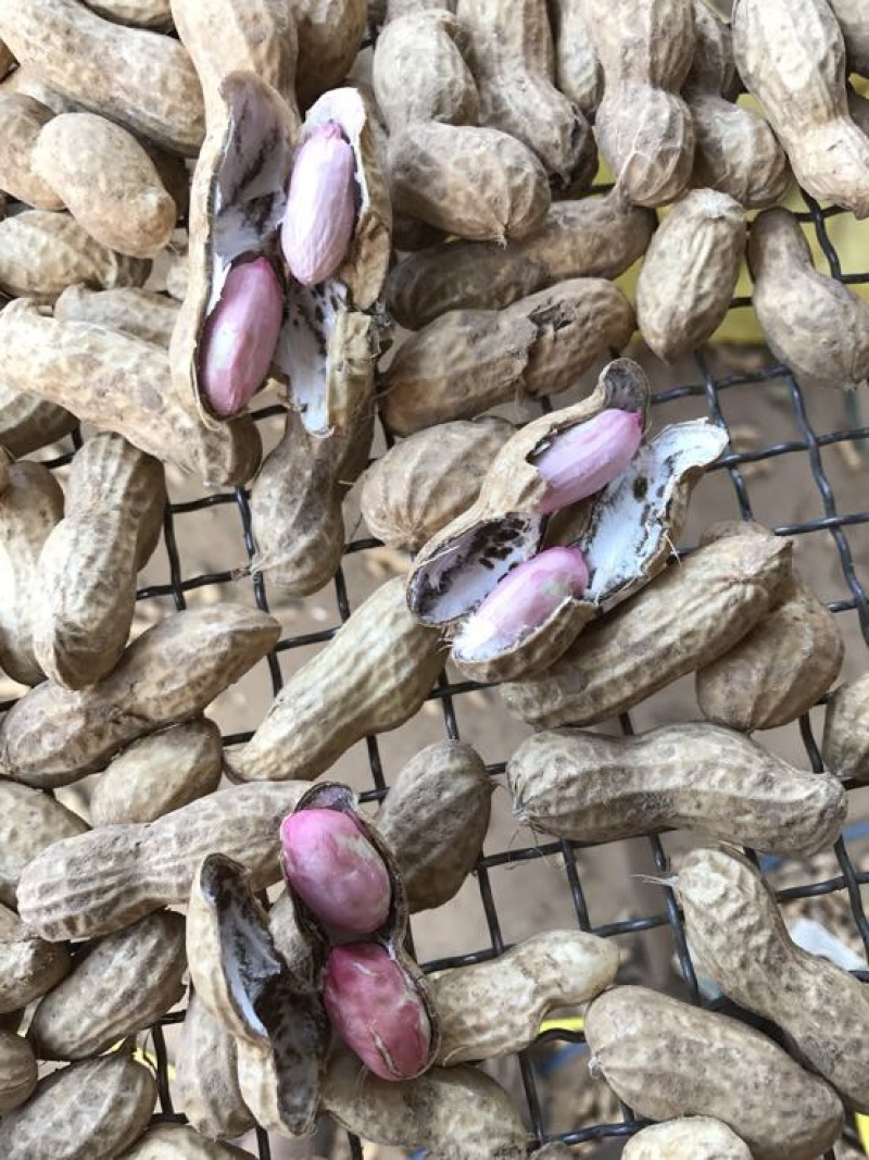 鲜花生大白沙小白沙人工挑选.商超.社区团购直供