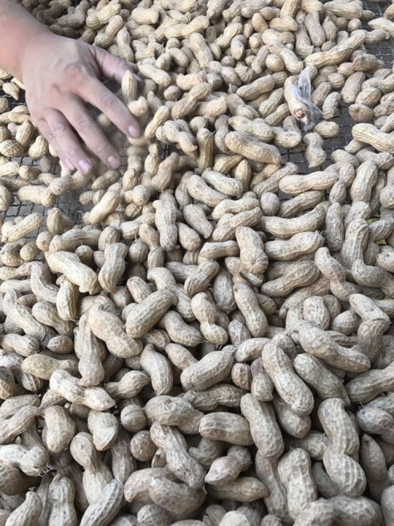 鲜花生大白沙小白沙人工挑选.商超.社区团购直供