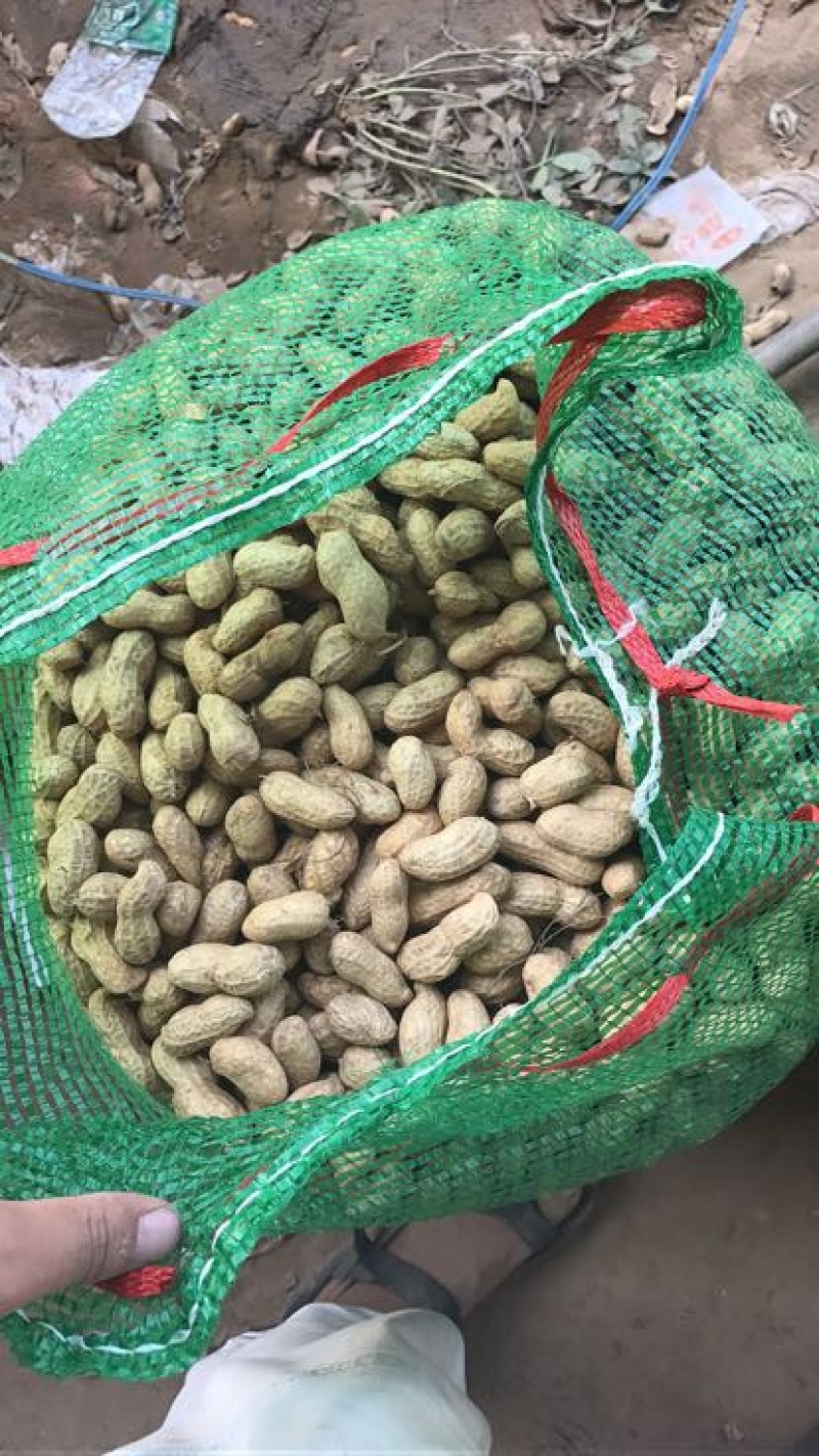 鲜花生大白沙小白沙人工挑选.商超.社区团购直供