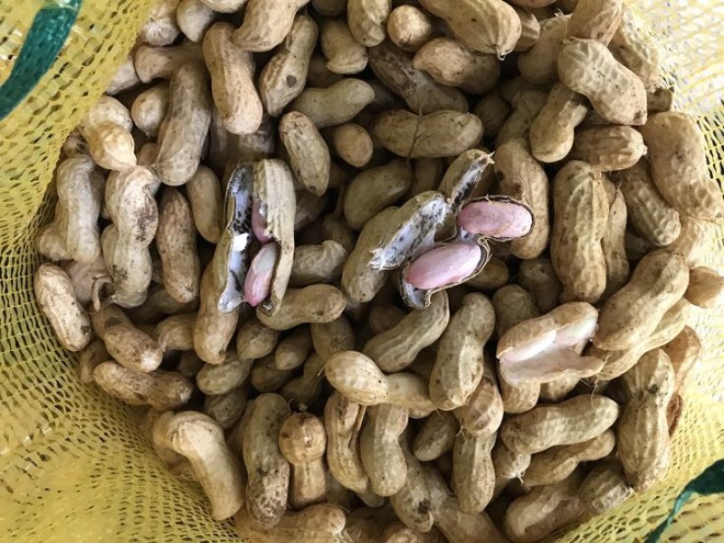 鲜花生大白沙小白沙人工挑选.商超.社区团购直供