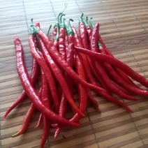山西忻州辣椒产区，大量3号线椒上市了，上货量大
