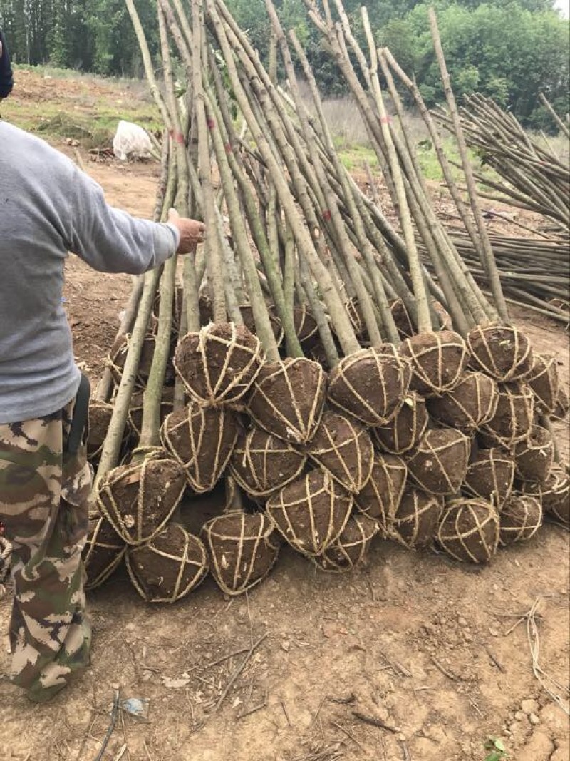 大叶女贞3公分，4公分女贞价格，南京女贞，大叶女贞