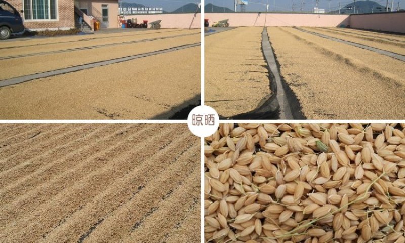 东北黑龙江当年新米一级江水灌溉大米粳米