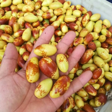 新鲜马牙枣