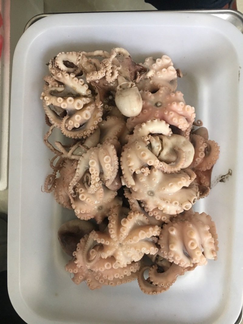 八爪鱼，迷你小八爪半熟八爪鱼，迷你八爪鱼，章鱼
