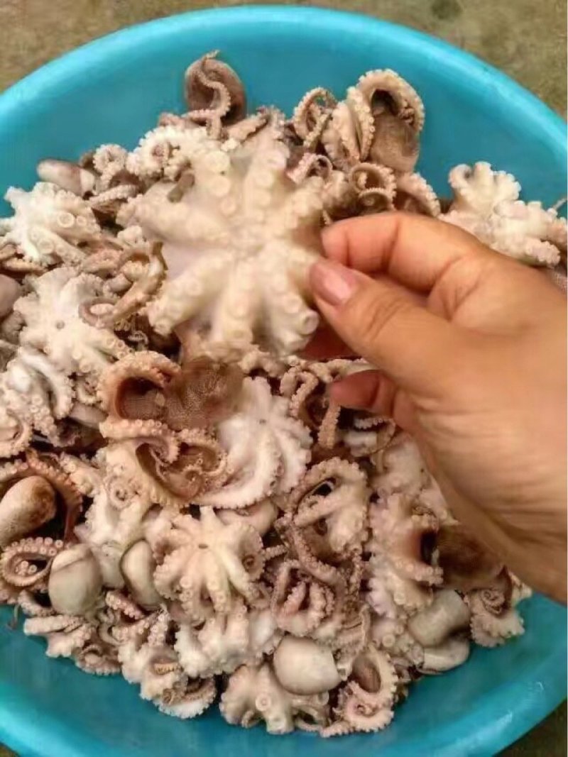 八爪鱼，迷你小八爪半熟八爪鱼，迷你八爪鱼，章鱼