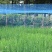 东北黑龙江江水大米长粒香大米产地直供政府背书企业