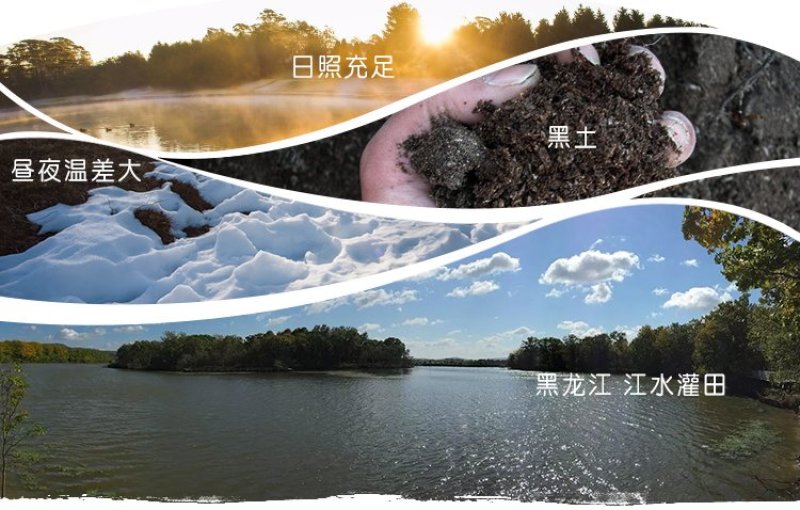 东北大米黑龙江地产长粒香大米全国包发货招代理政府背书企业