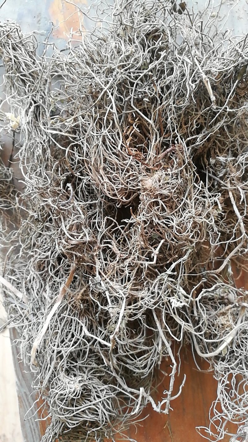 半枝莲根