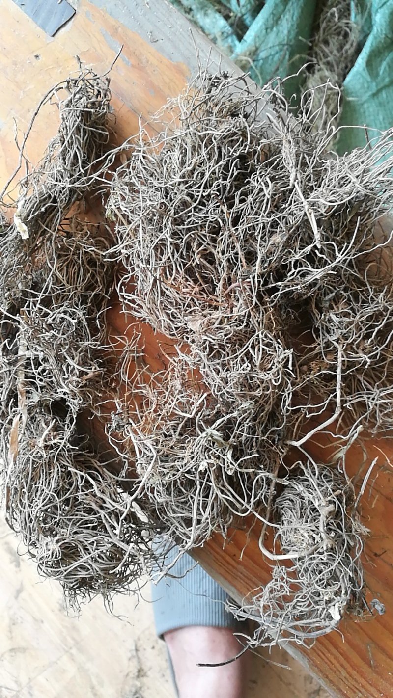 半枝莲根