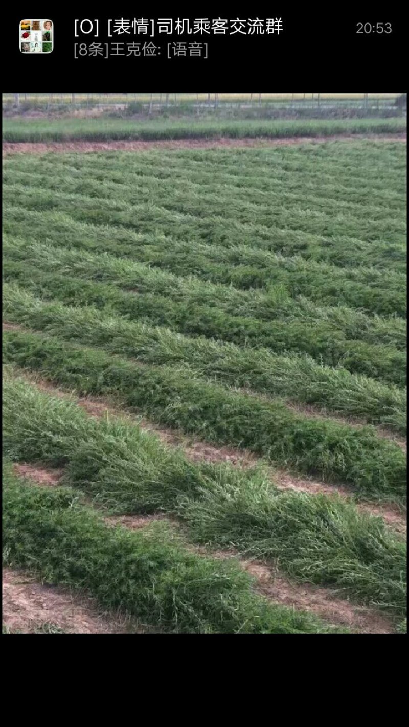 柴胡苗！！！！
