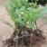 大红袍板栗苗30~50cm