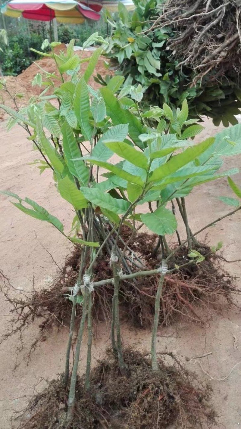 大红袍板栗苗30~50cm