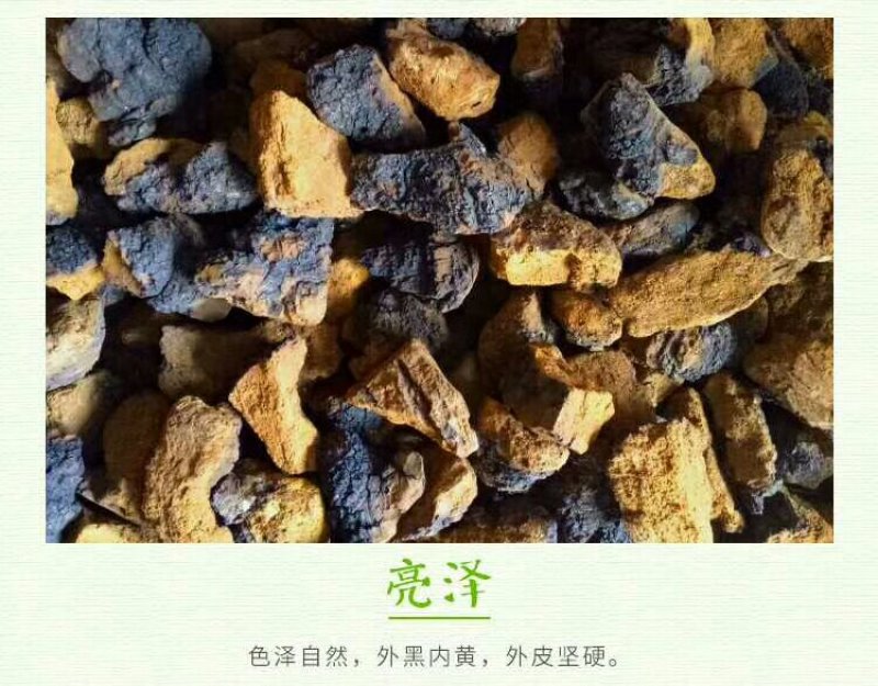 桦树茸
